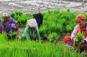 २३ औं राष्ट्रिय धान दिवस तथा रोपाइँ महोत्सव मनाउँदै 