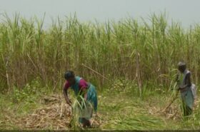 सरकारका १०० दिन : उखु किसानले १३ वटा चिनी मिलबाट पाए ९२ प्रतिशत रकम