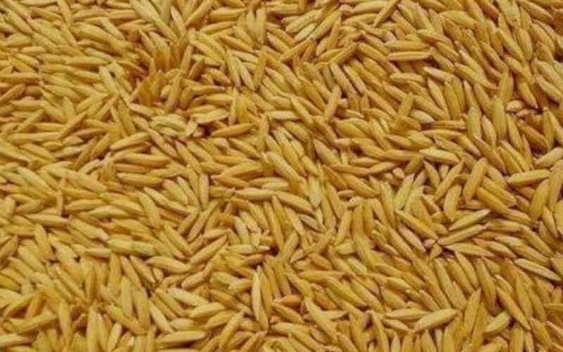 बीउ उत्पादन कार्यक्रम ५८ स्थानीय तहमा सञ्चालन